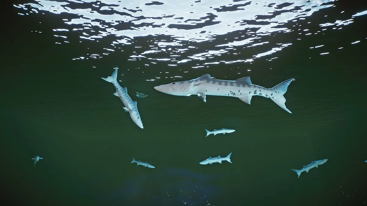 Planet Zoo — Большая барракуда - новые виды