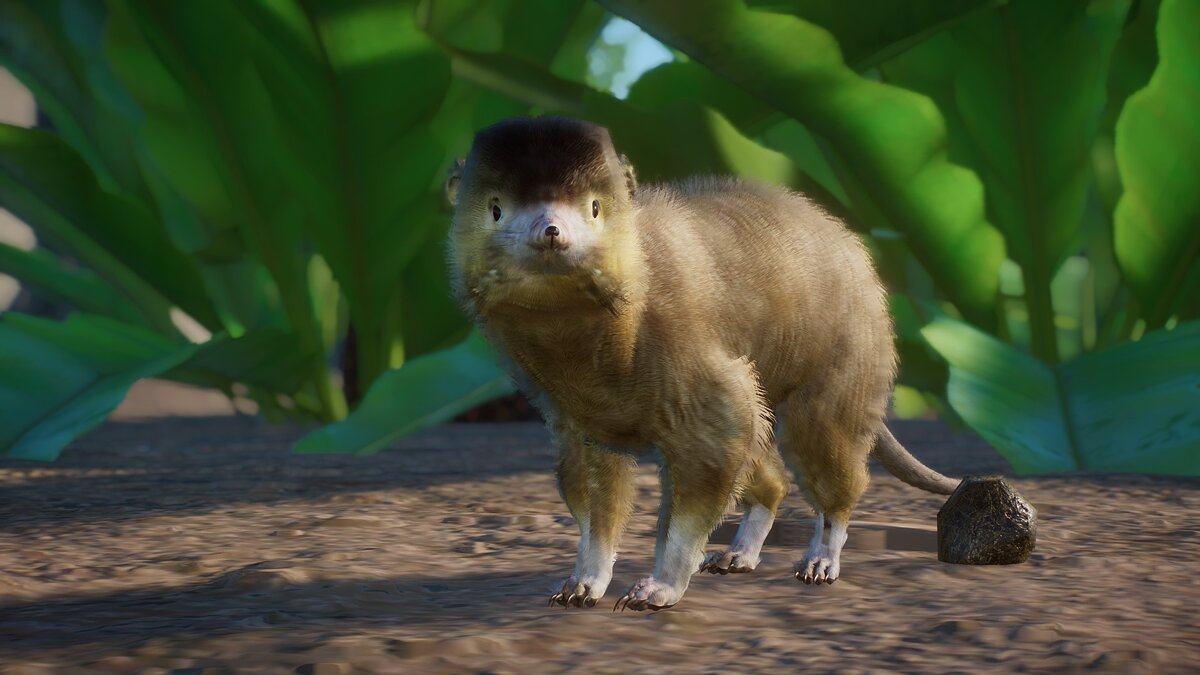 Planet Zoo — Latin American solenodon