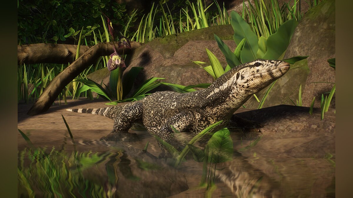 Planet Zoo — New species - Asian water monitor