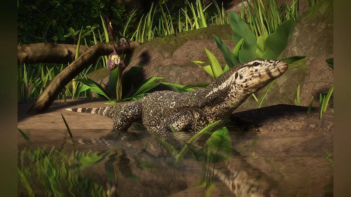 Planet Zoo — Nueva especie: monitor de agua asiático