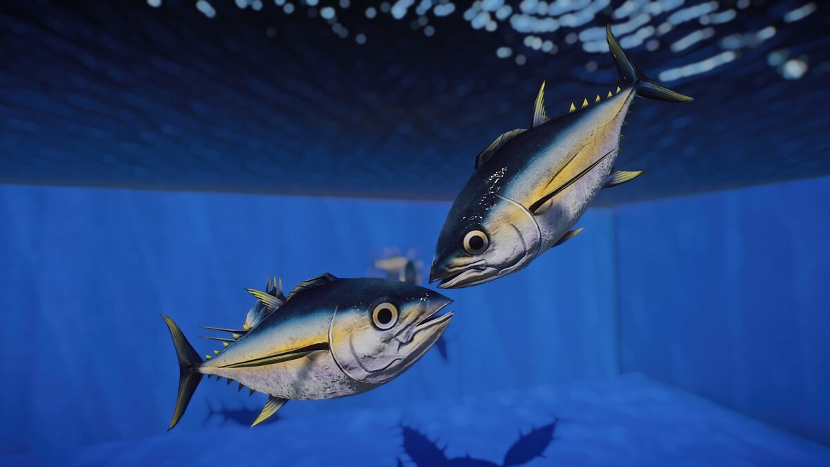 Planet Zoo — Atlantic bluefin tuna - new species