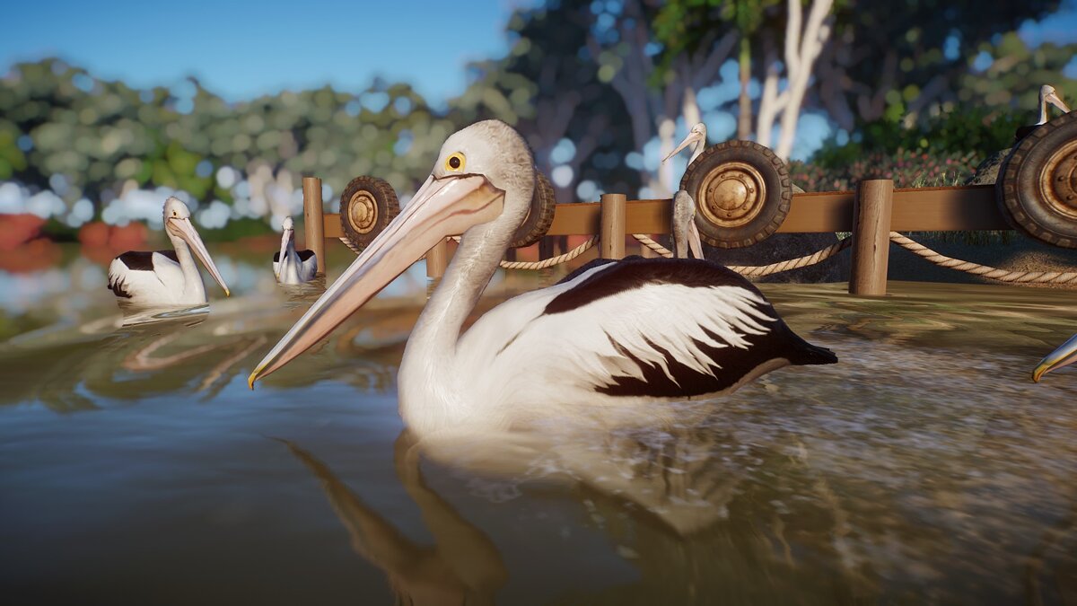 Planet Zoo — Australian pelican - a new species