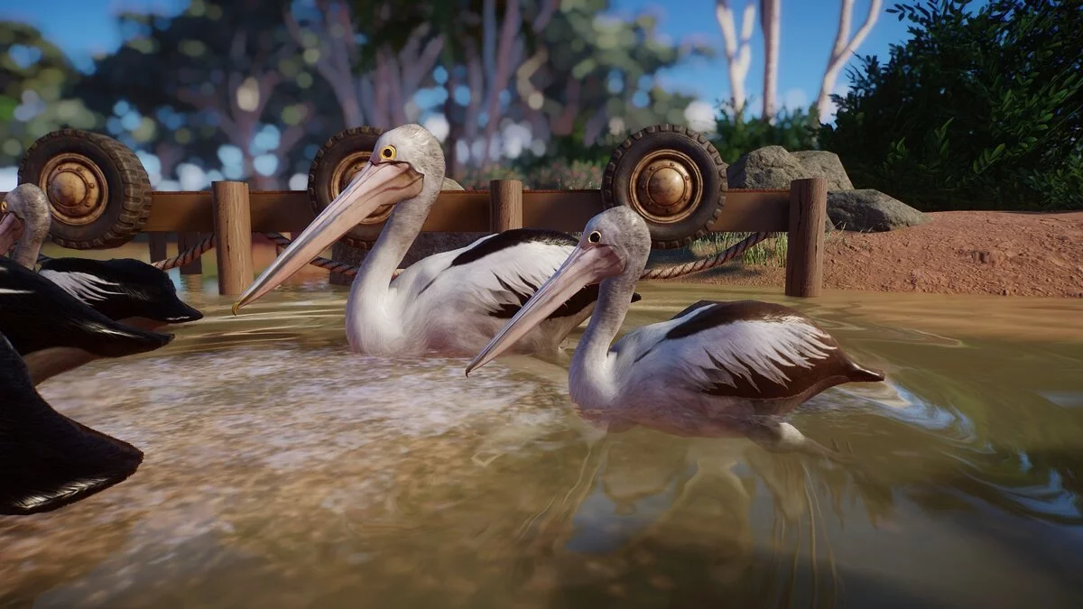 Planet Zoo — Австралійський пелікан - новий вид