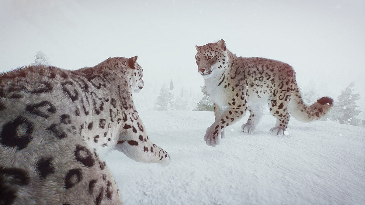 Planet Zoo — Snow Leopard Remastered