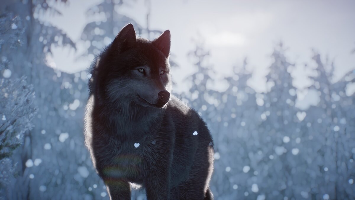 Planet Zoo — Alaskan Timber Wolf Remaster