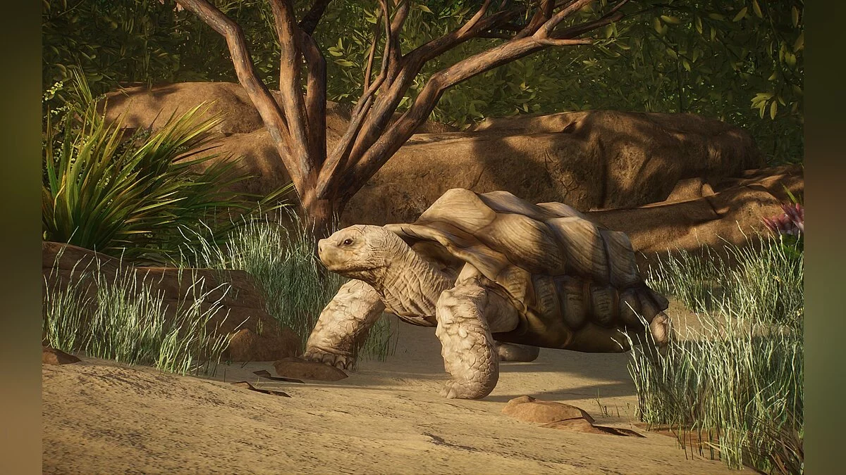 Planet Zoo — Nueva especie: tortuga de garras africana