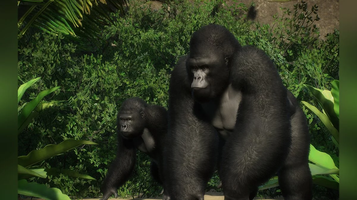 Planet Zoo — New species - mountain gorilla