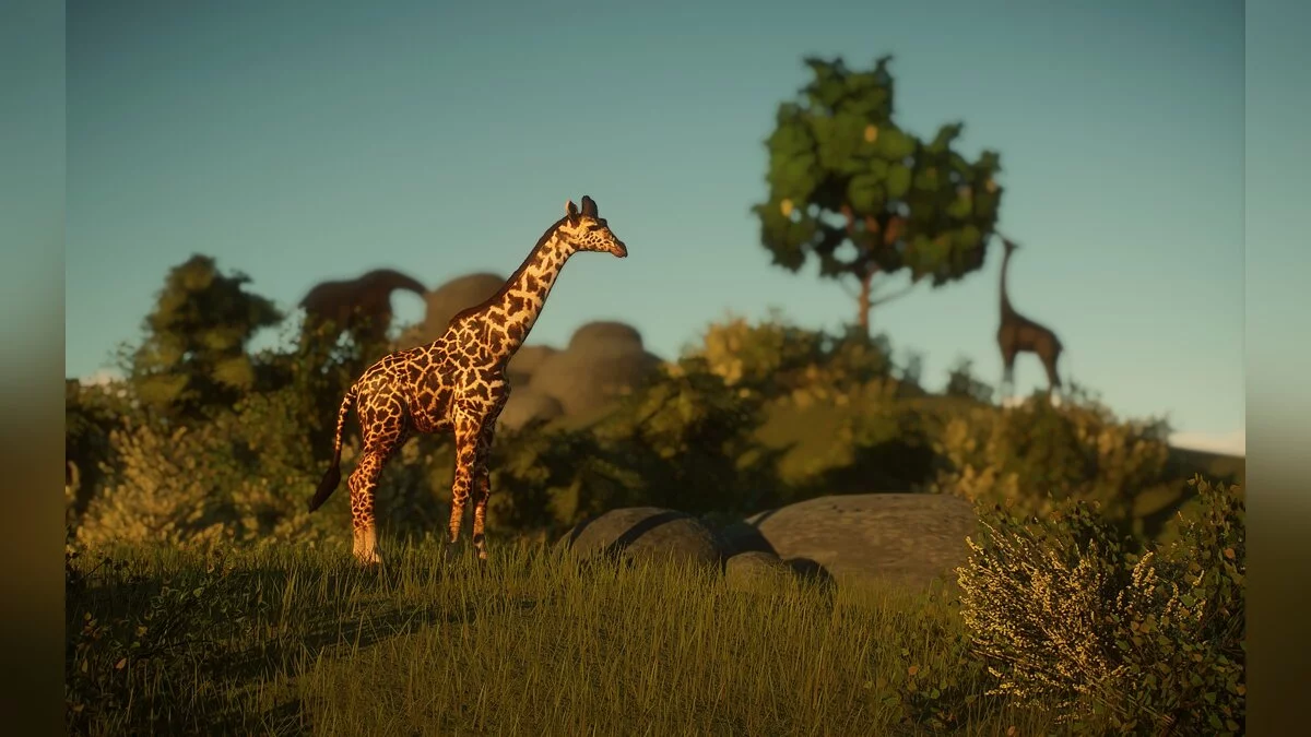 Planet Zoo — New species - Masai giraffes