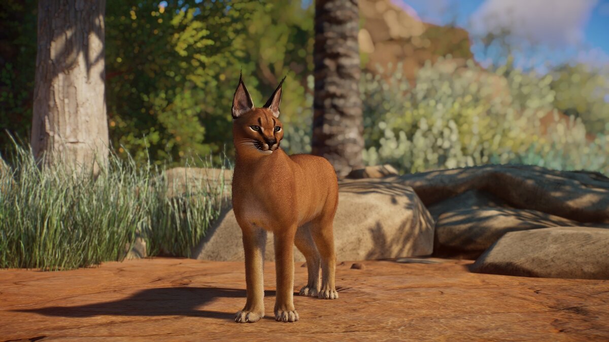 Planet Zoo — New species - caracal