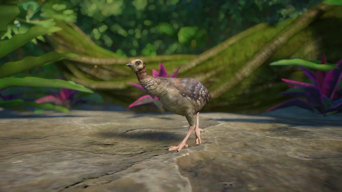 Planet Zoo — Трагопан теммінка - нові види