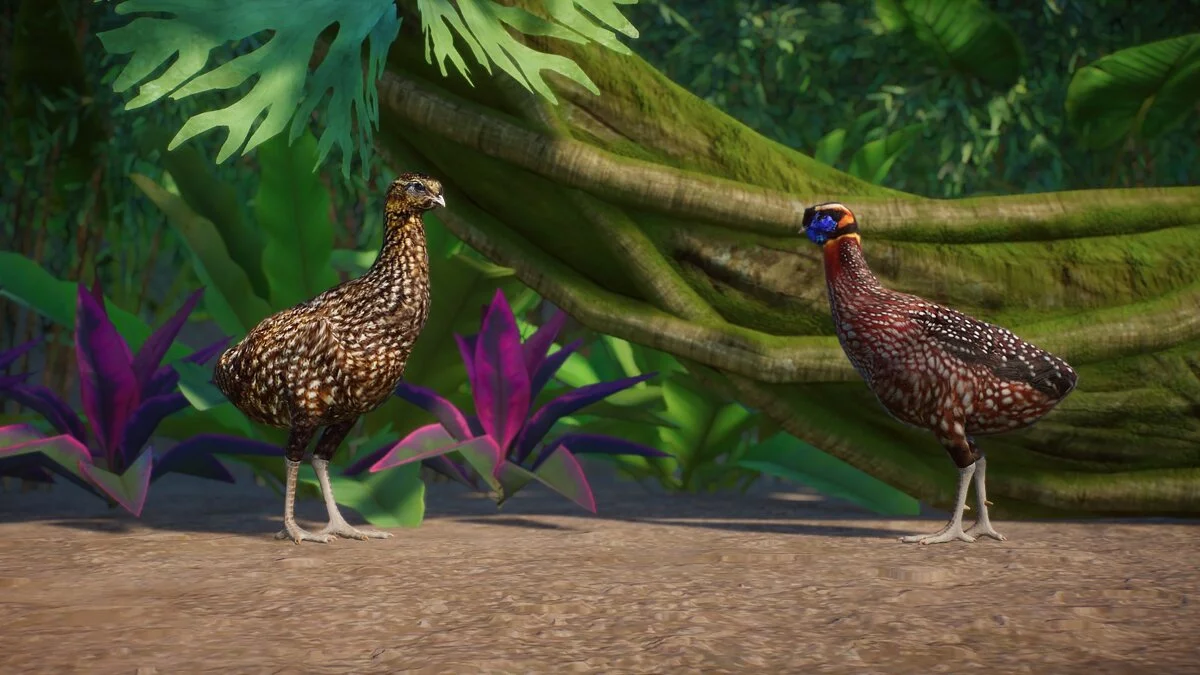 Planet Zoo — Tragopan Temminka - new species