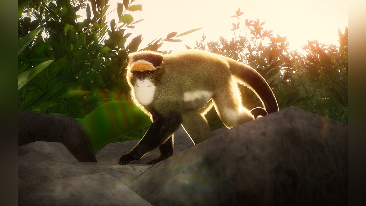 Planet Zoo — New species - De Brazza's monkey