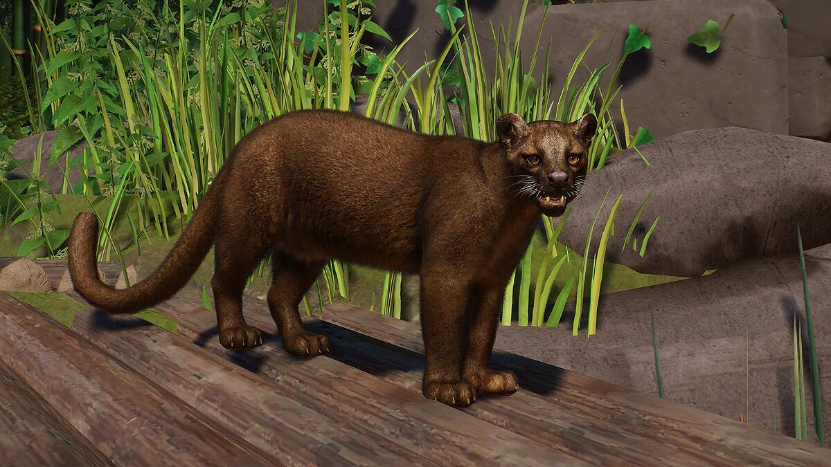 Planet Zoo — Fossa - new species