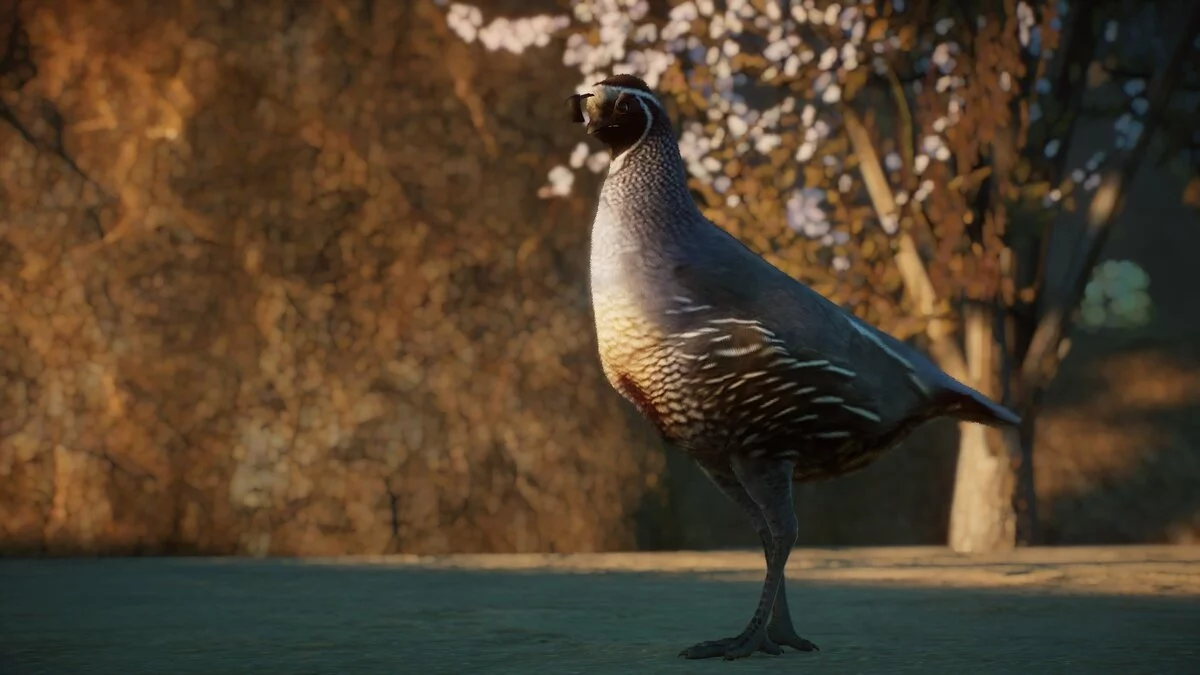 Planet Zoo — California Quail - New Species