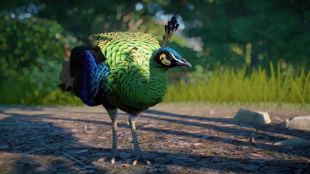 Planet Zoo — Новый вид - зеленый павлин