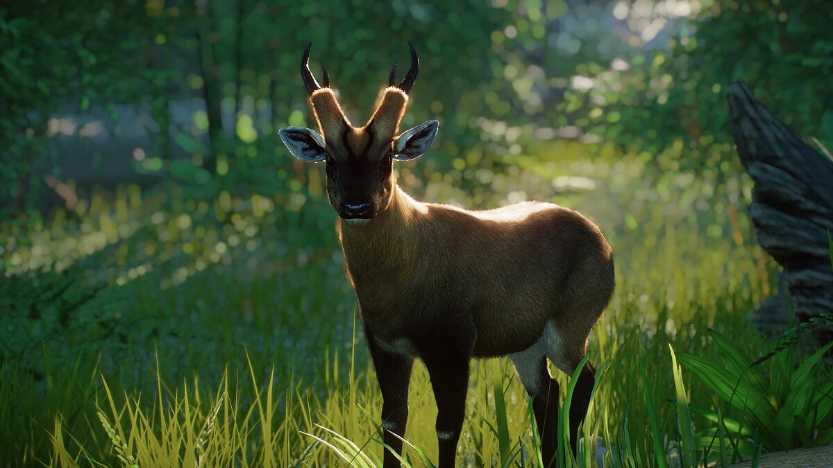 Planet Zoo — New species - giant muntjac