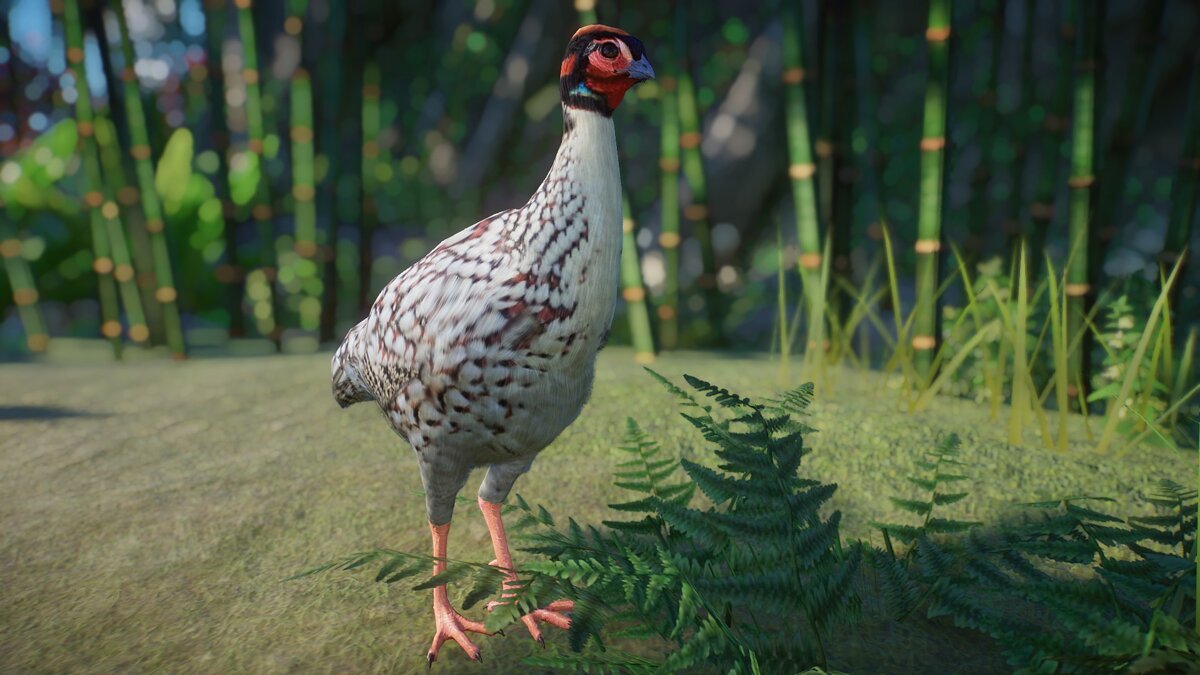 Planet Zoo — Cabot's tragopan - New species