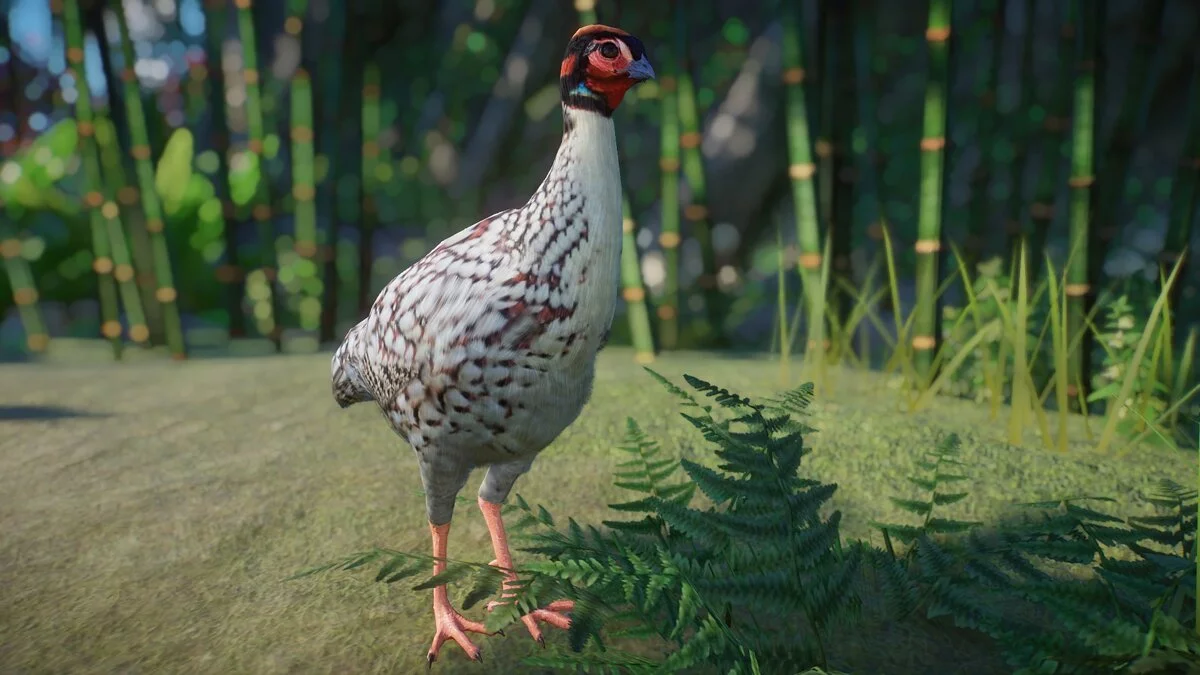 Planet Zoo — Tragopan de Cabot - Nueva especie