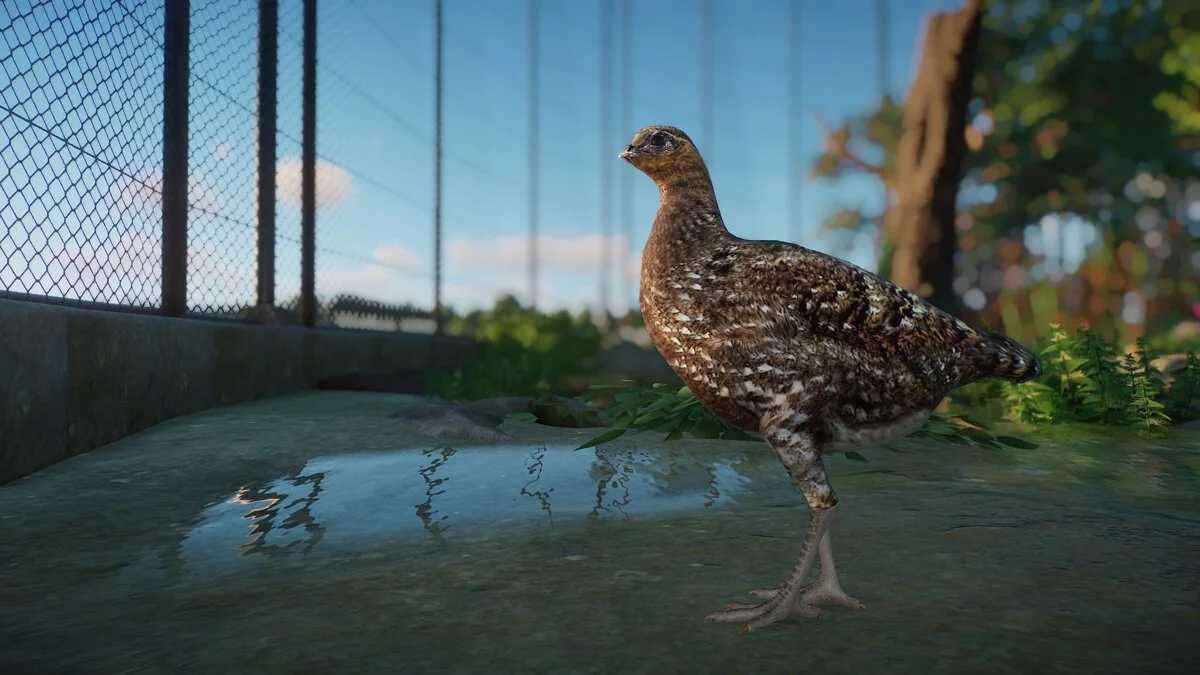 Planet Zoo — Трагопан кэбота - Новые виды