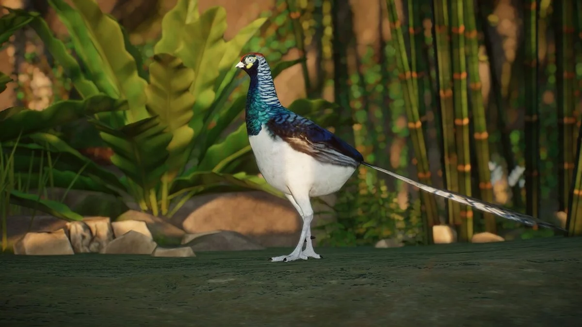 Planet Zoo — Lady Amherst Pheasant - New Species