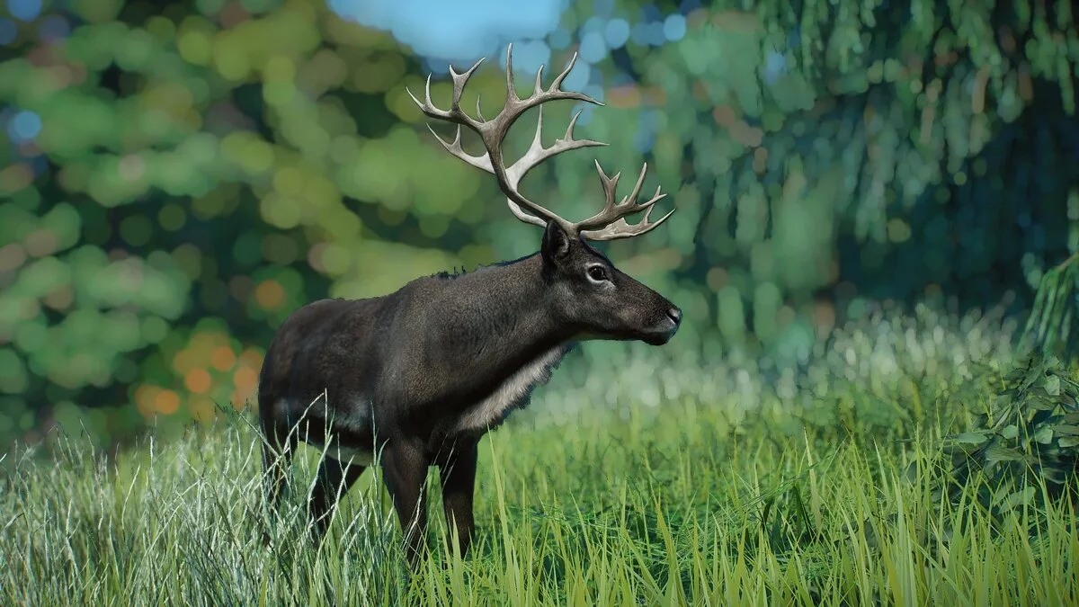 Planet Zoo — New species - Finnish forest reindeer