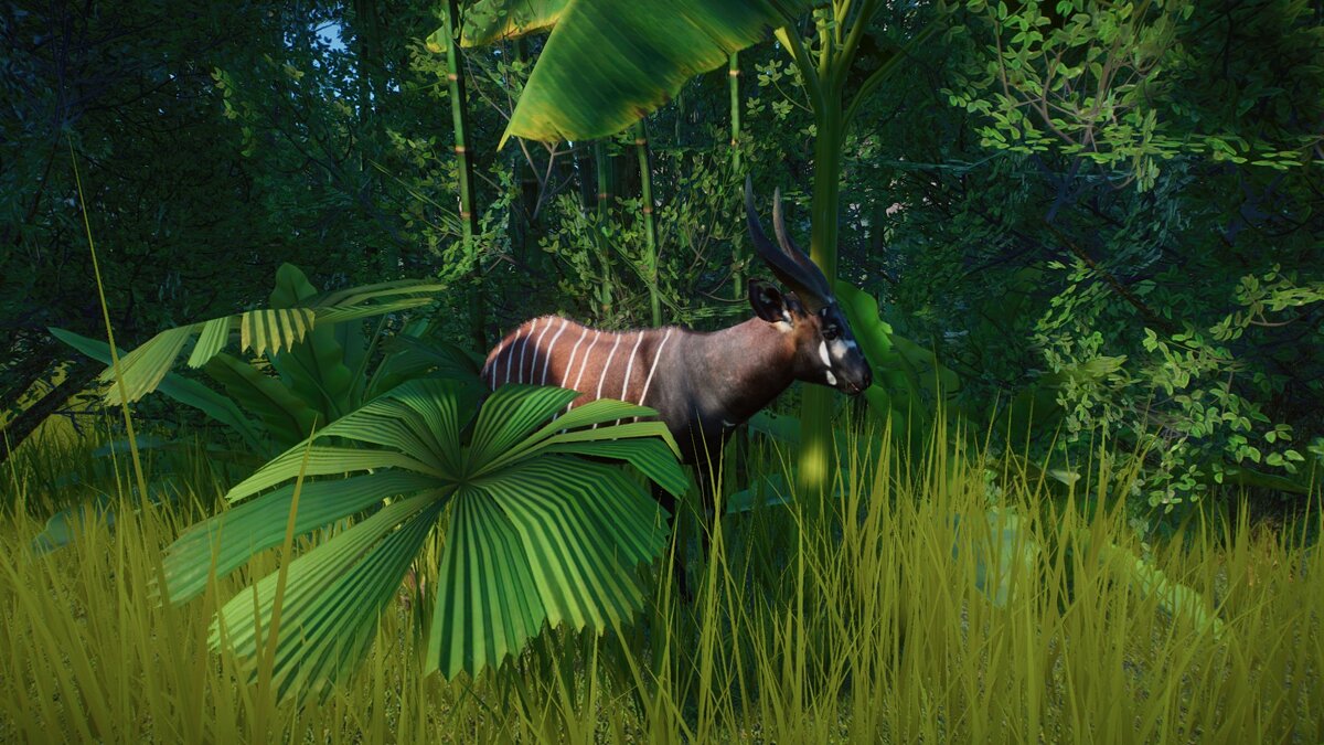 Planet Zoo — Realistic bongo