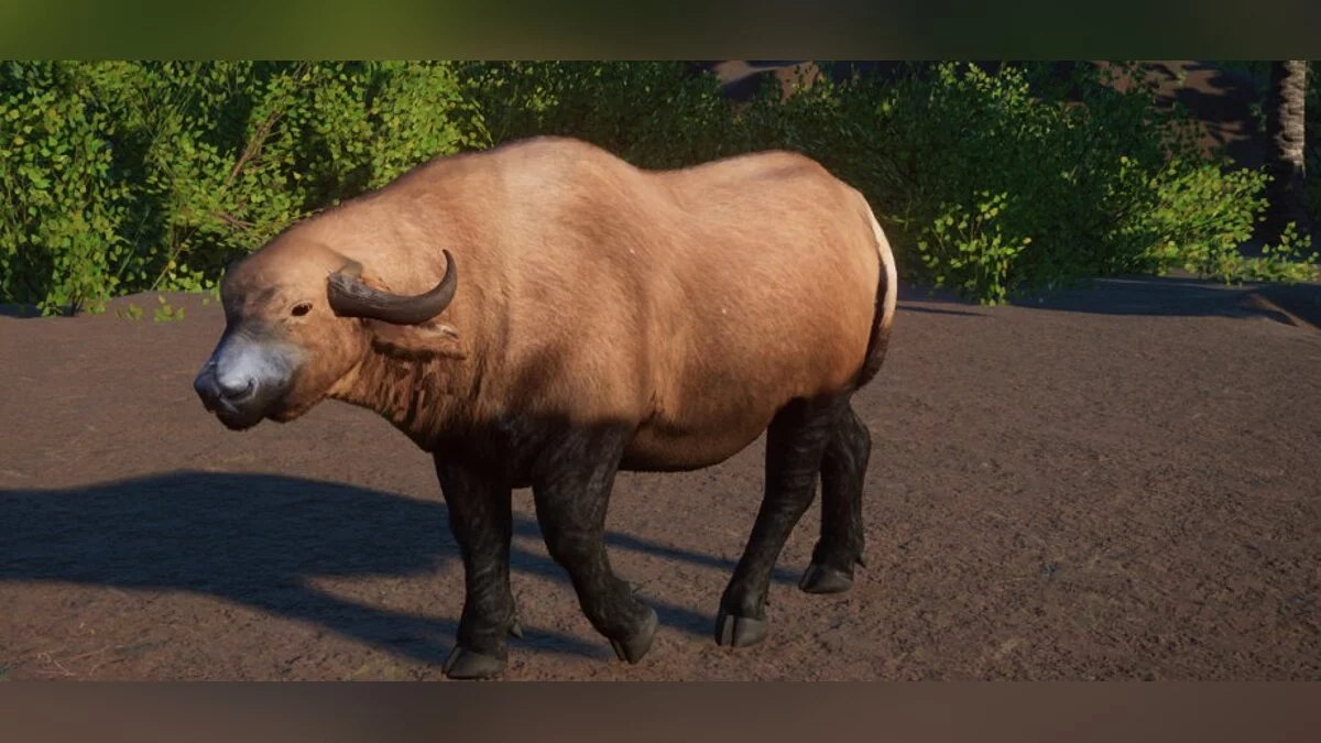 Planet Zoo — Búfalo de bosque africano: una nueva especie