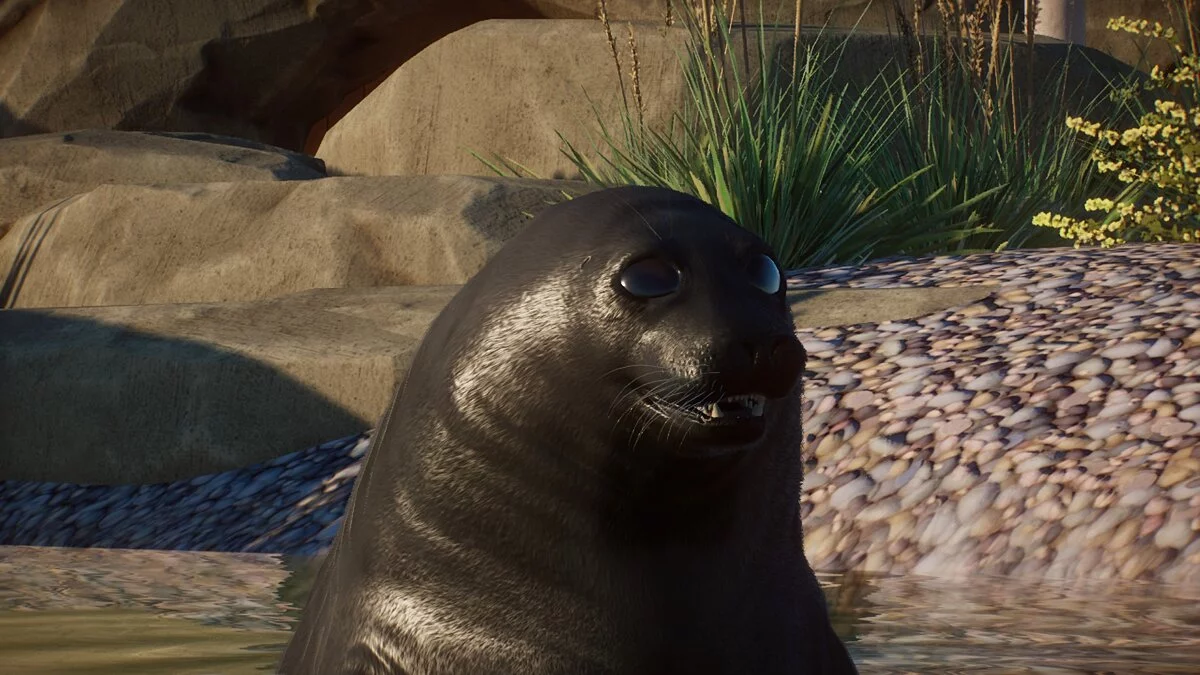 Planet Zoo — Байкальский тюлень - новый вид