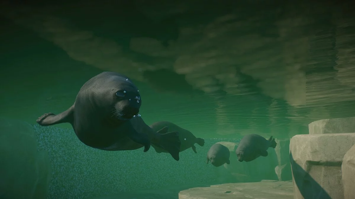 Planet Zoo — Baikal seal - a new species