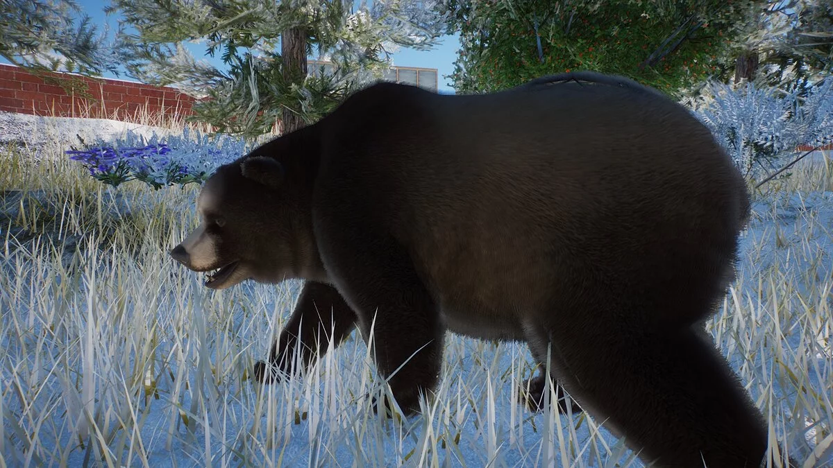 Planet Zoo — Печерний ведмідь