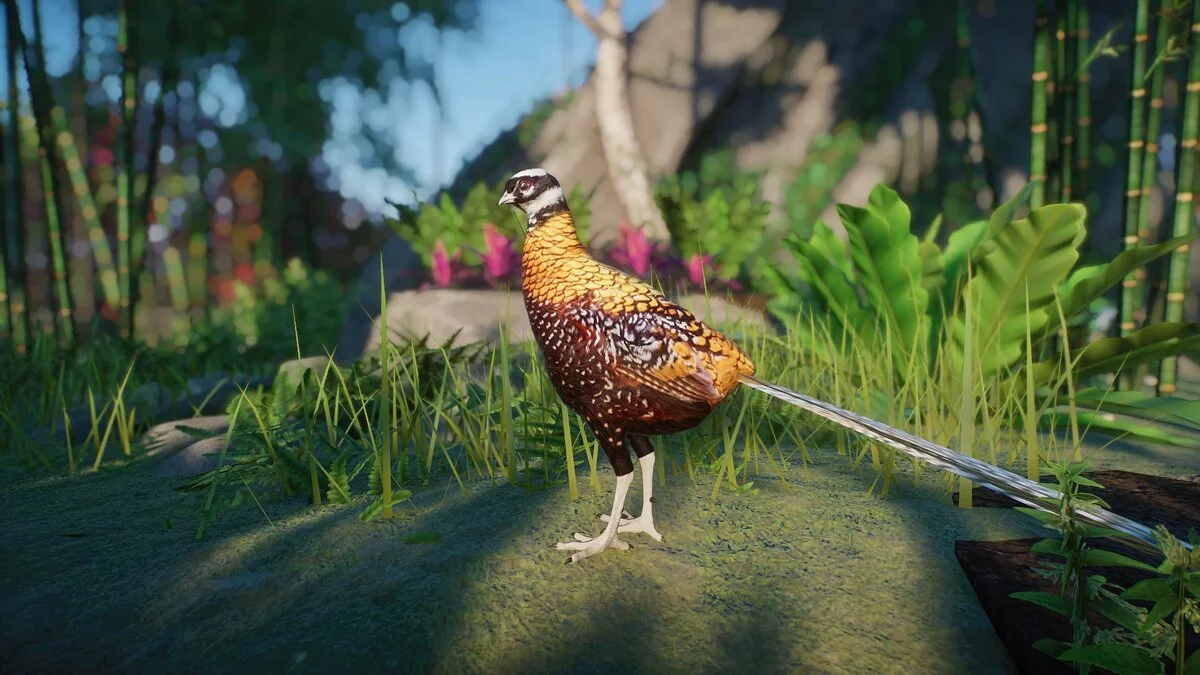 Planet Zoo — Riva Pheasant - new species