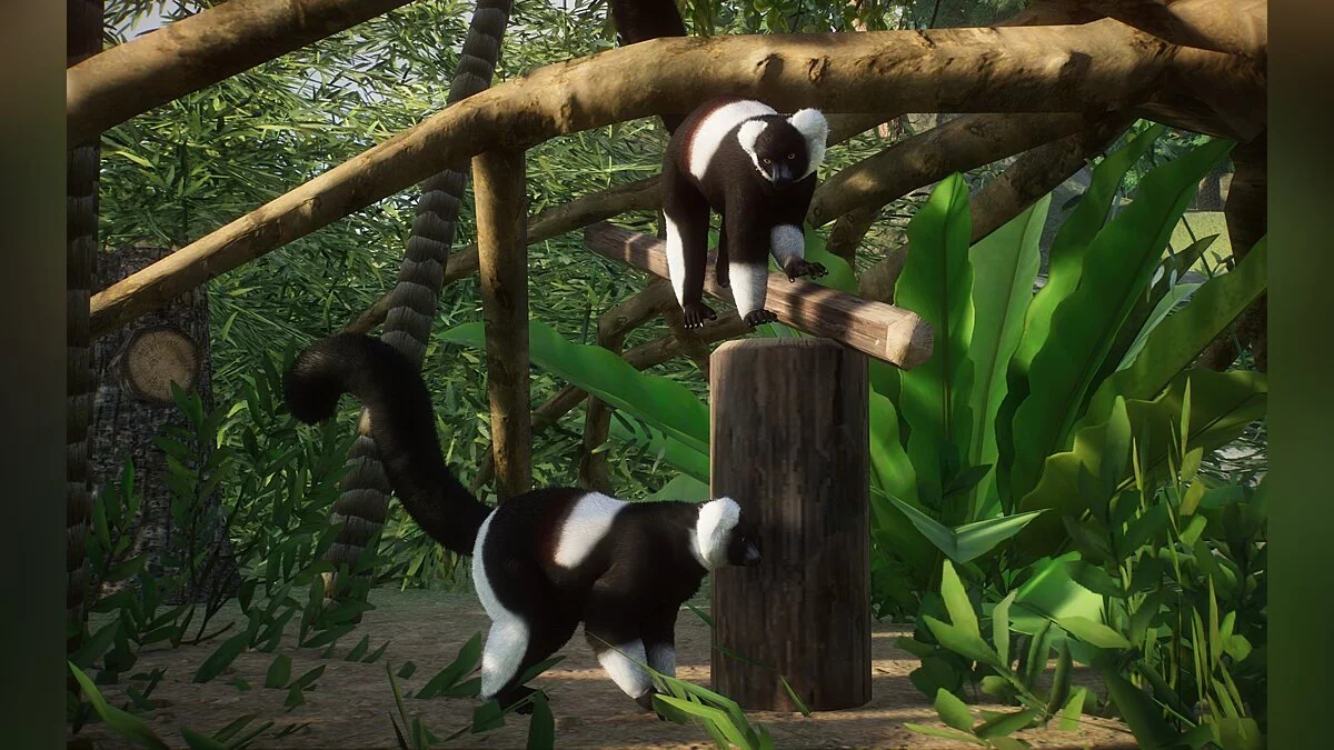 Planet Zoo — Новые виды - Белопоясный черно-белый лемур с рюшами