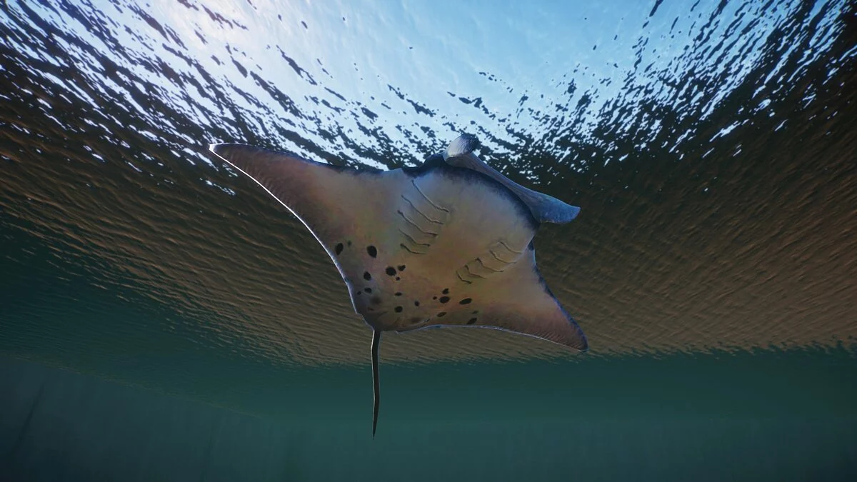 Planet Zoo — New species - giant oceanic manta ray