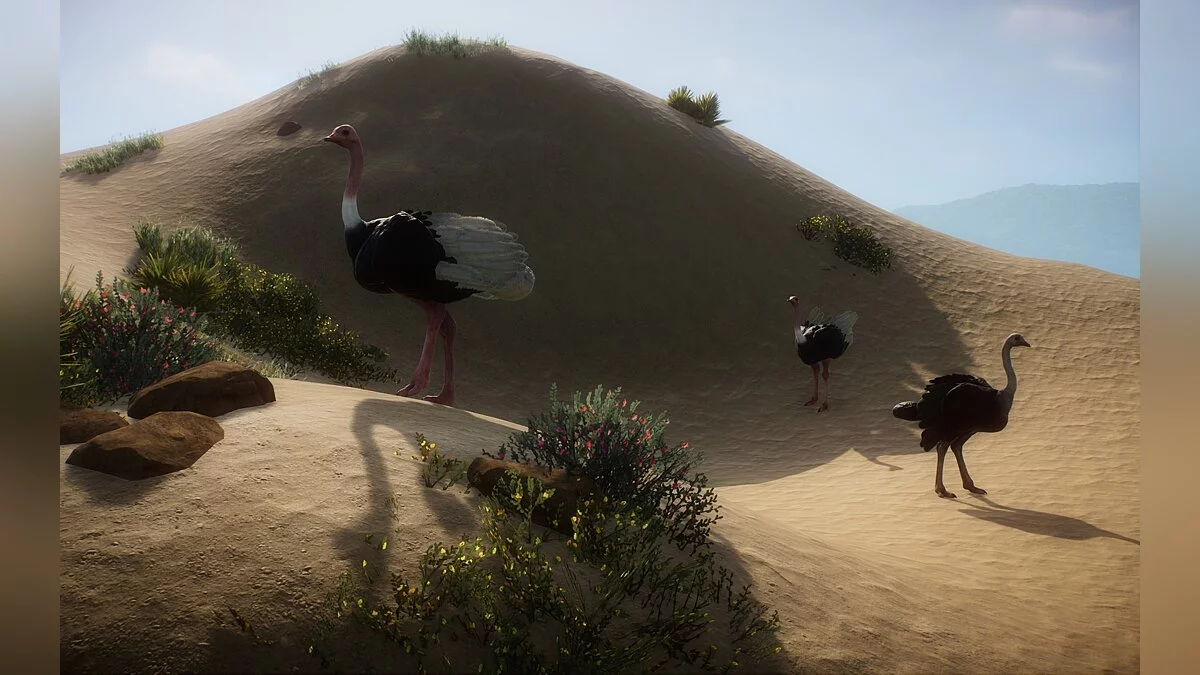 Planet Zoo — Новый вид - североафриканский страус