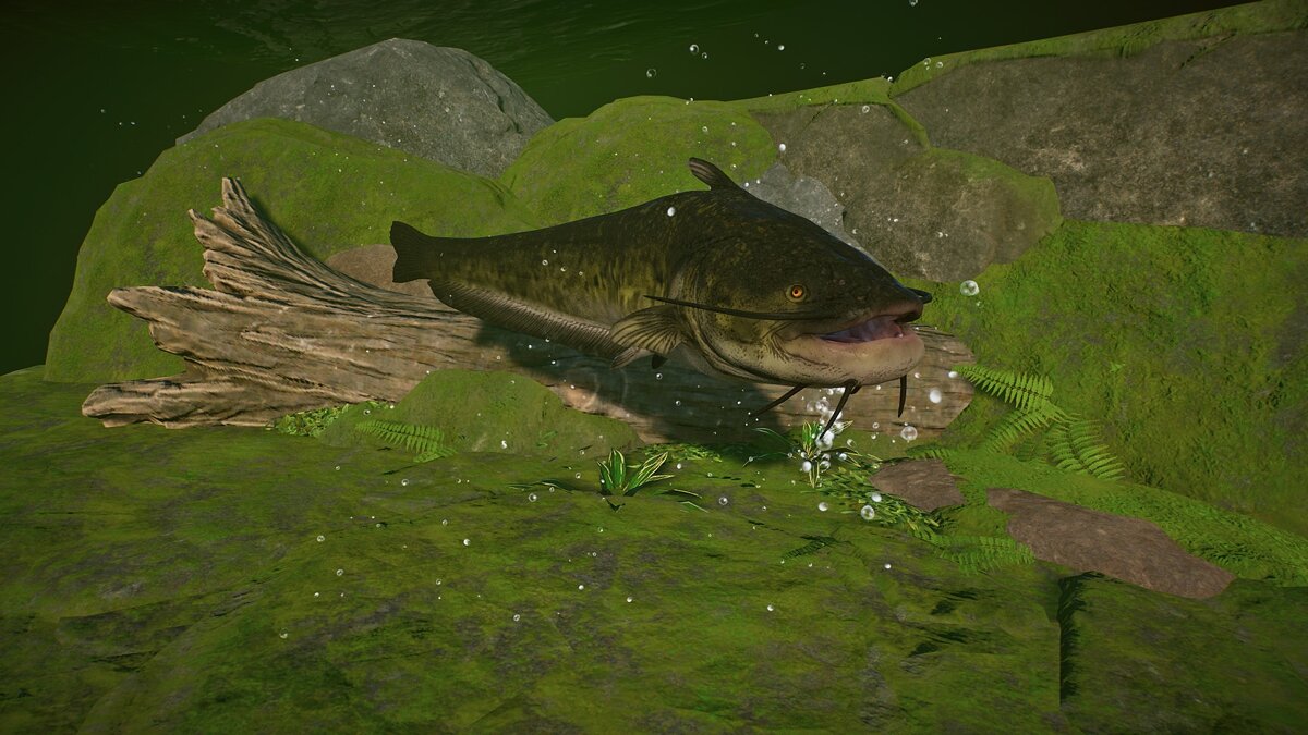 Planet Zoo — Welsh catfish - new species