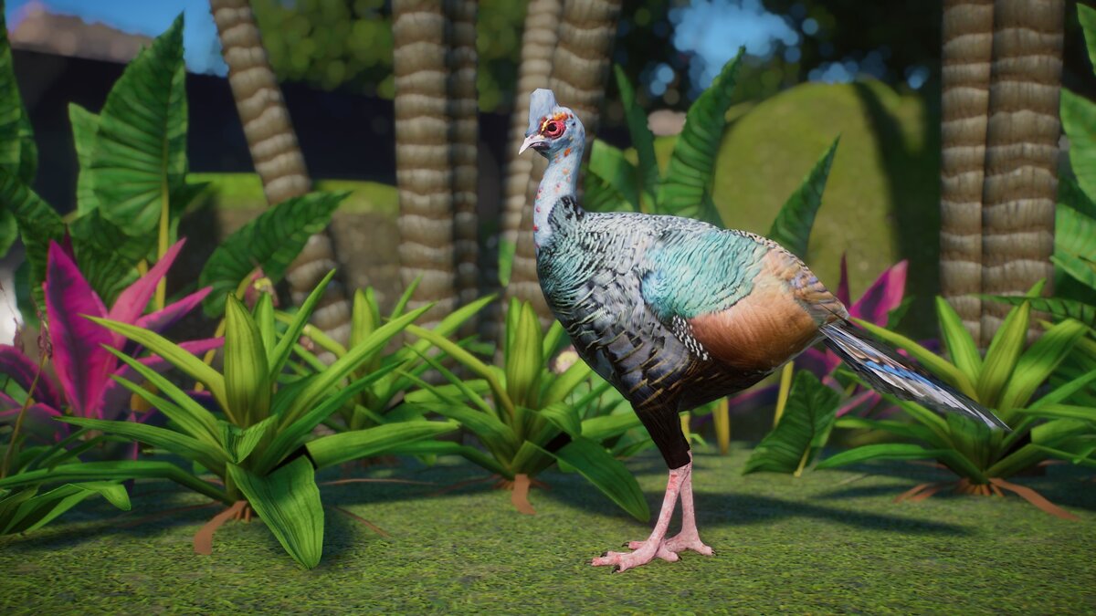 Planet Zoo — Ocellated turkey - new species