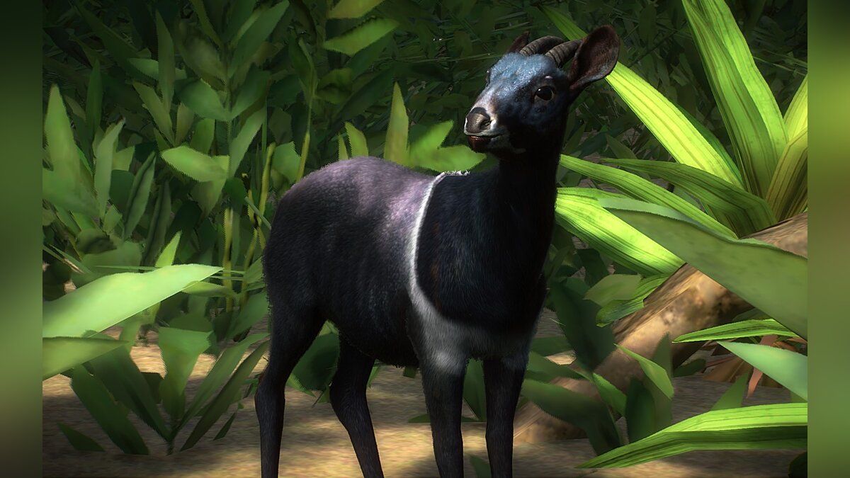 Planet Zoo — New species - Jentinka duiker