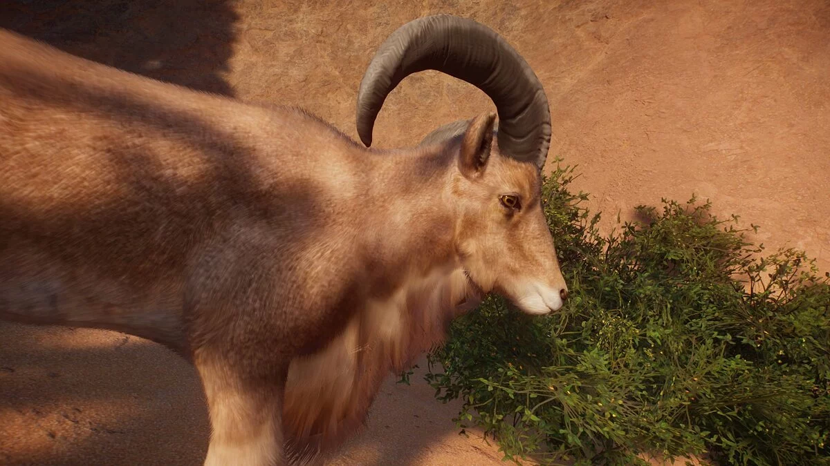 Planet Zoo — Aoudad