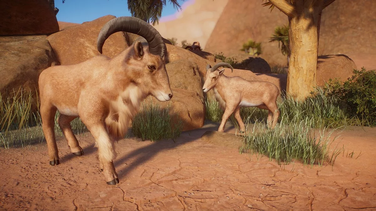 Planet Zoo — Aoudad