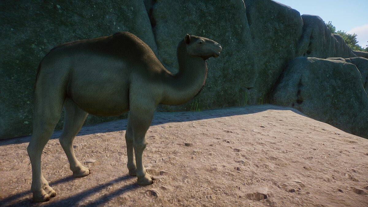 Planet Zoo — Camelopes (replacement)