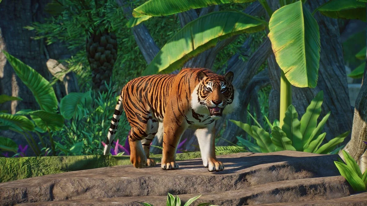 Planet Zoo — Tigre de Sumatra: una nueva especie