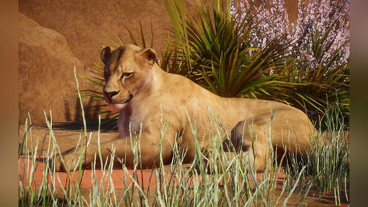 Planet Zoo — Новий вид - євразійський печерний лев