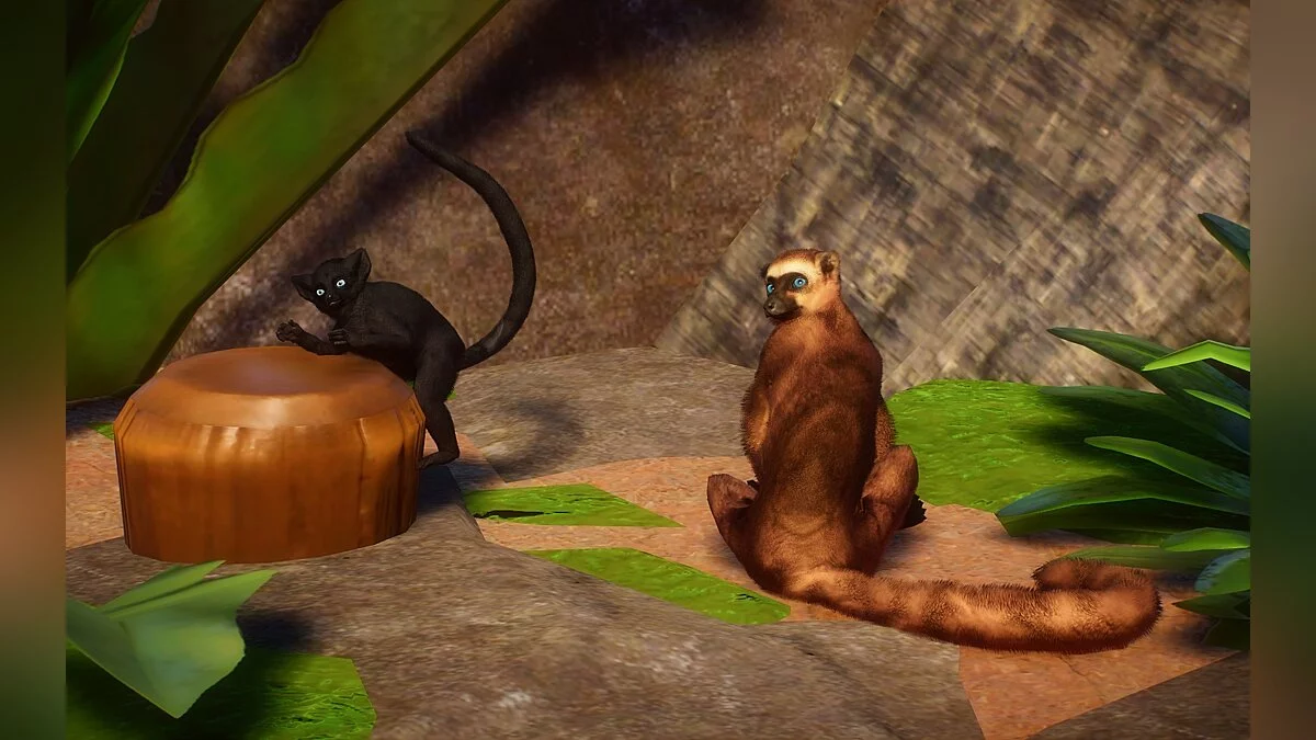 Planet Zoo — Новий вид - блакитноокий чорний лемур