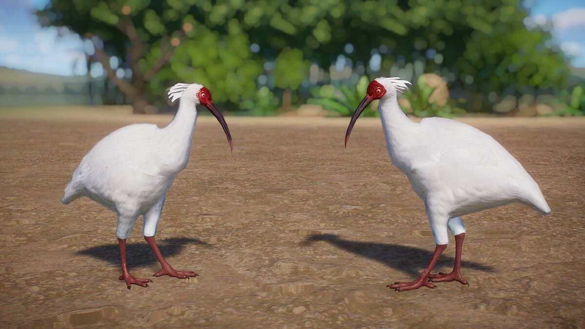 Planet Zoo — Crested ibis - new species