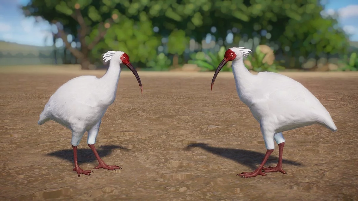 Planet Zoo — Crested ibis - new species