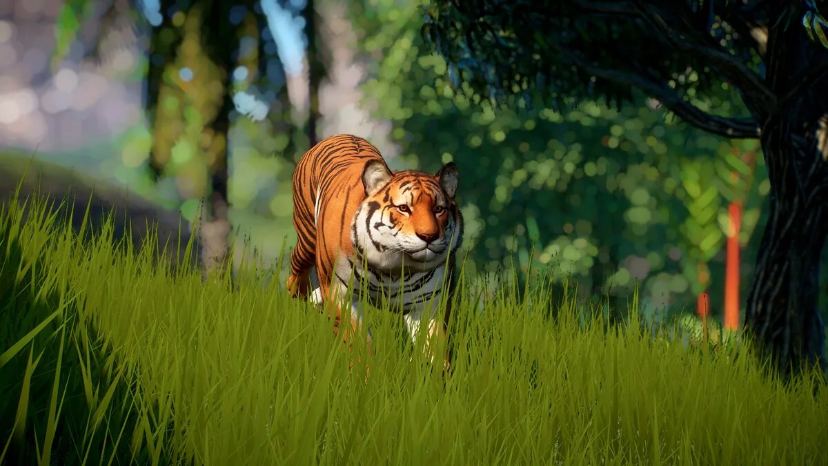 Planet Zoo — New species of Malayan tiger