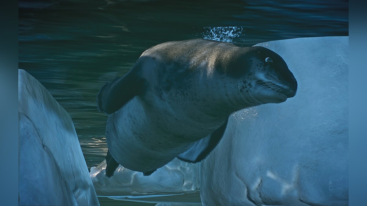 Planet Zoo — New species - leopard seal