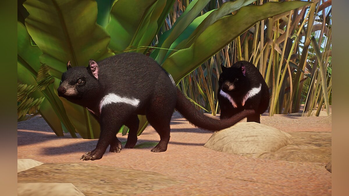 Planet Zoo — New species - Tasmanian devil