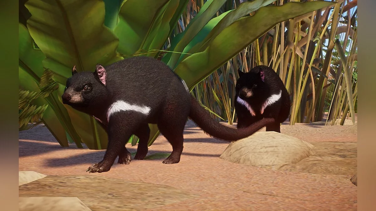 Planet Zoo — New species - Tasmanian devil