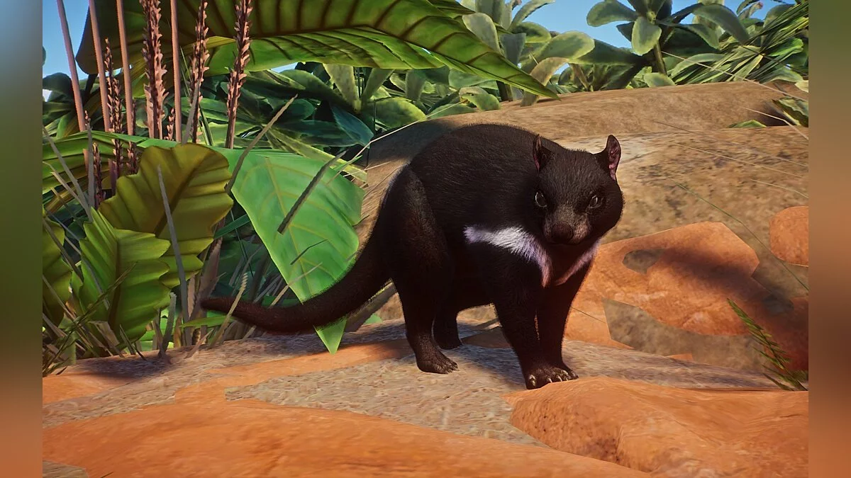 Planet Zoo — Нові види - тасманійський диявол